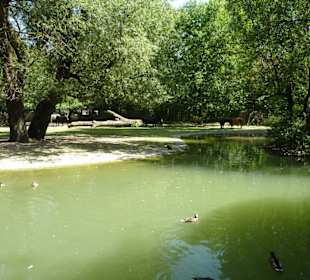 Auerochs & Tarpan Anlage