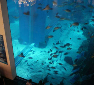 Aquarium w Centrum handlowym 
