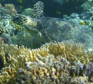 Schnorcheln am Hausriff