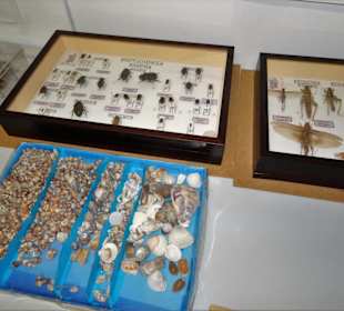 Rundgang durch das Museo della Foca Monaca