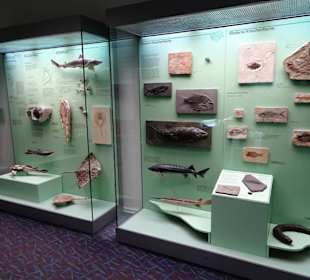 Fossilien im Naturkundemuseum