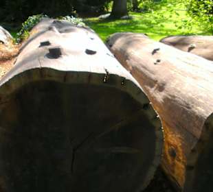 Baumriesen auf der Insel Mainau