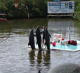 Delfin Show