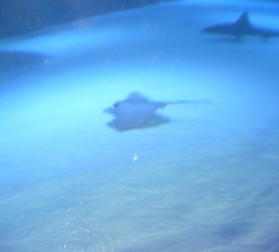 Röhren Aquarium Antalya 