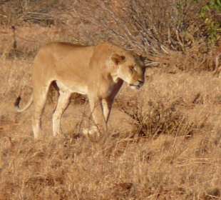 Löwendame in Tsavo Ost