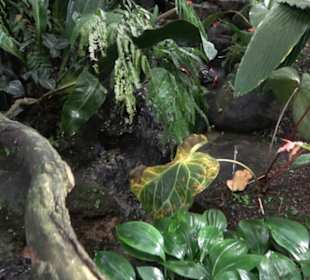 Tropicarium