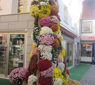 Chrysanthema Lahr