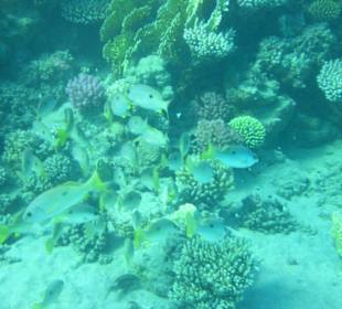 Fische