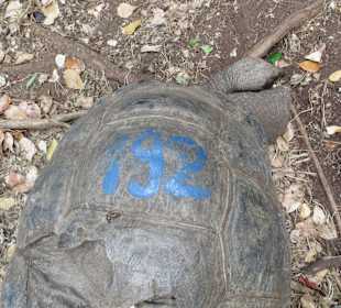 Die Schildkröten auf Prison Island
