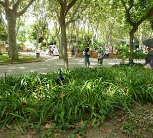 Blauer Pfau unterwegs
