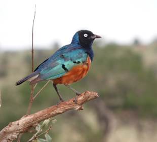 Taita Hills, Glory Star