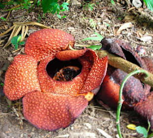 Raflesia