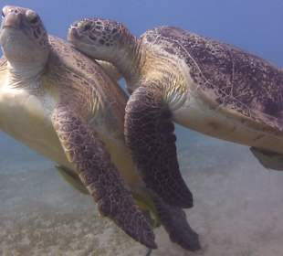 Abu Dabab besucht mit Delfinausflug mit Mo