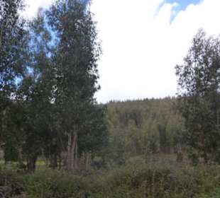 Im Monchique-Gebirge - vorbei an Eukalyptuswald