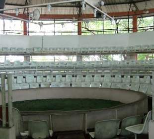 Eine Hahnenkampfarena