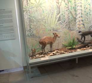 Staatliches Naturkunde Museum