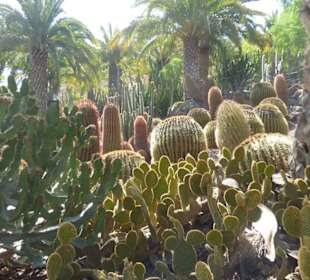 Kaktuspark