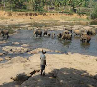 Das Waschen der Elefanten im Fluß