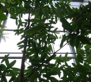 Tropicarium