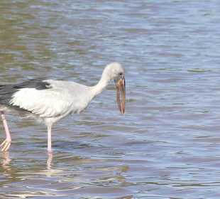 Ein sTorch beim Angeln