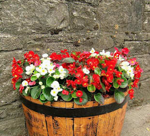 Blumenkübel an der Mauer