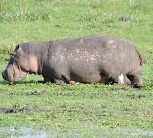 Amboseli Nationalpark