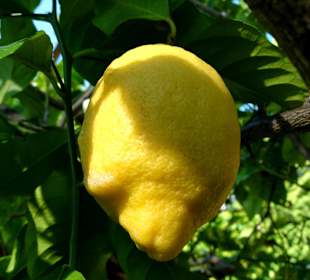 Unglaublich: Reife Zitronen in Kassel