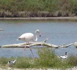 Im Parc natural de s’Albufera de Mallorca