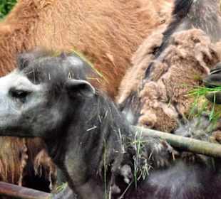 Trampeltiere