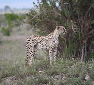 Leopard prösentiert sich