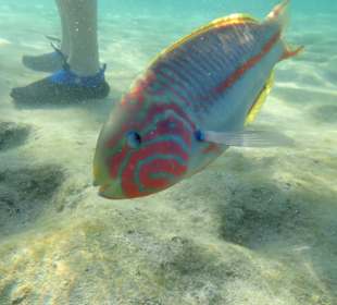 Schnorcheln Marsa Alam