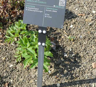 Hinweistafel zum eingepflanzten Kraut