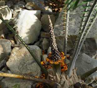 Anlage Planten un Blomen