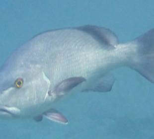 Schnorcheln Marsa Alam