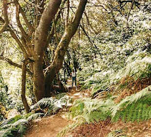 Parque Nacional Garajonay cerca de la casa. Casa Rural Finca