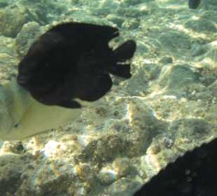 Riff Korallen - Hotel Citadel Azur Resort