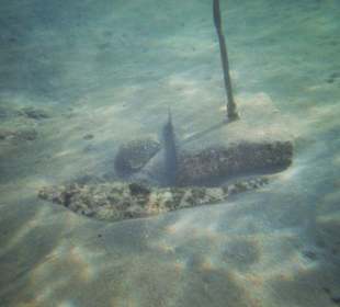 Krokodilfisch