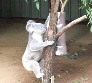 Zoobesuch bei Brisbane