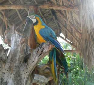 Manati park bavaro