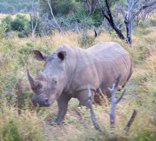 Neushoorn tijdens safari