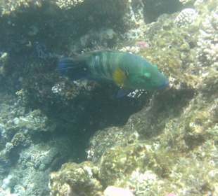 Besenschwanz - Lippfisch