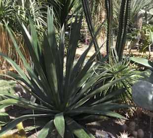 Botanischer Garten der Universität Zürich