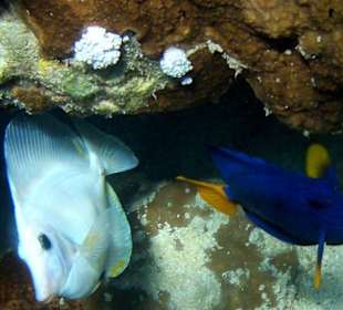 Hochzeit von Blauen Segelflossen Docktorfisch