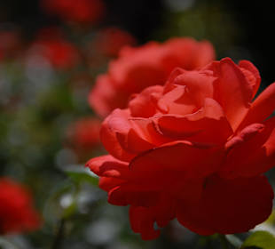 Muzeum Wsi Lubelskiej