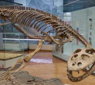 Flossenechse ( Knochen )