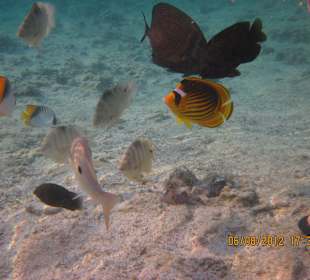 Fische im Lagunenbereich