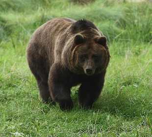 Braunbär