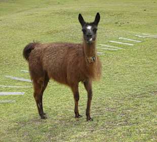 Lamas zahm, man konnte richtig nah ran