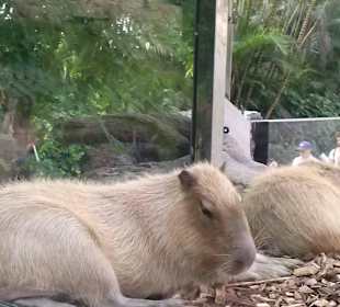 Zwierzęta Loro Park