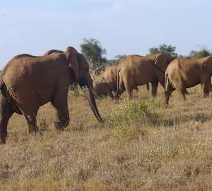 Tsavo Ost Nationalpark